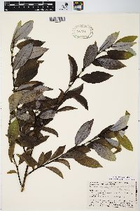 Salix myricoides image