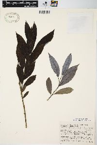 Salix myricoides image