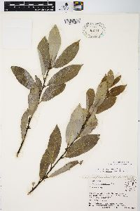 Salix myricoides image