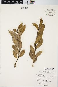 Salix myricoides image