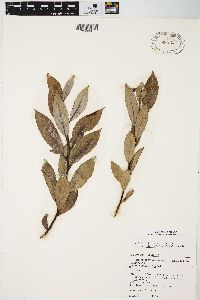 Salix myricoides image