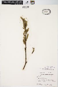 Salix myricoides image