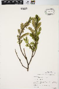 Salix myricoides image