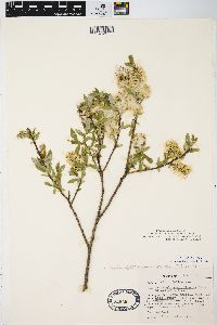 Salix myricoides image