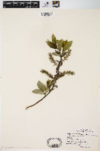 Salix myricoides image