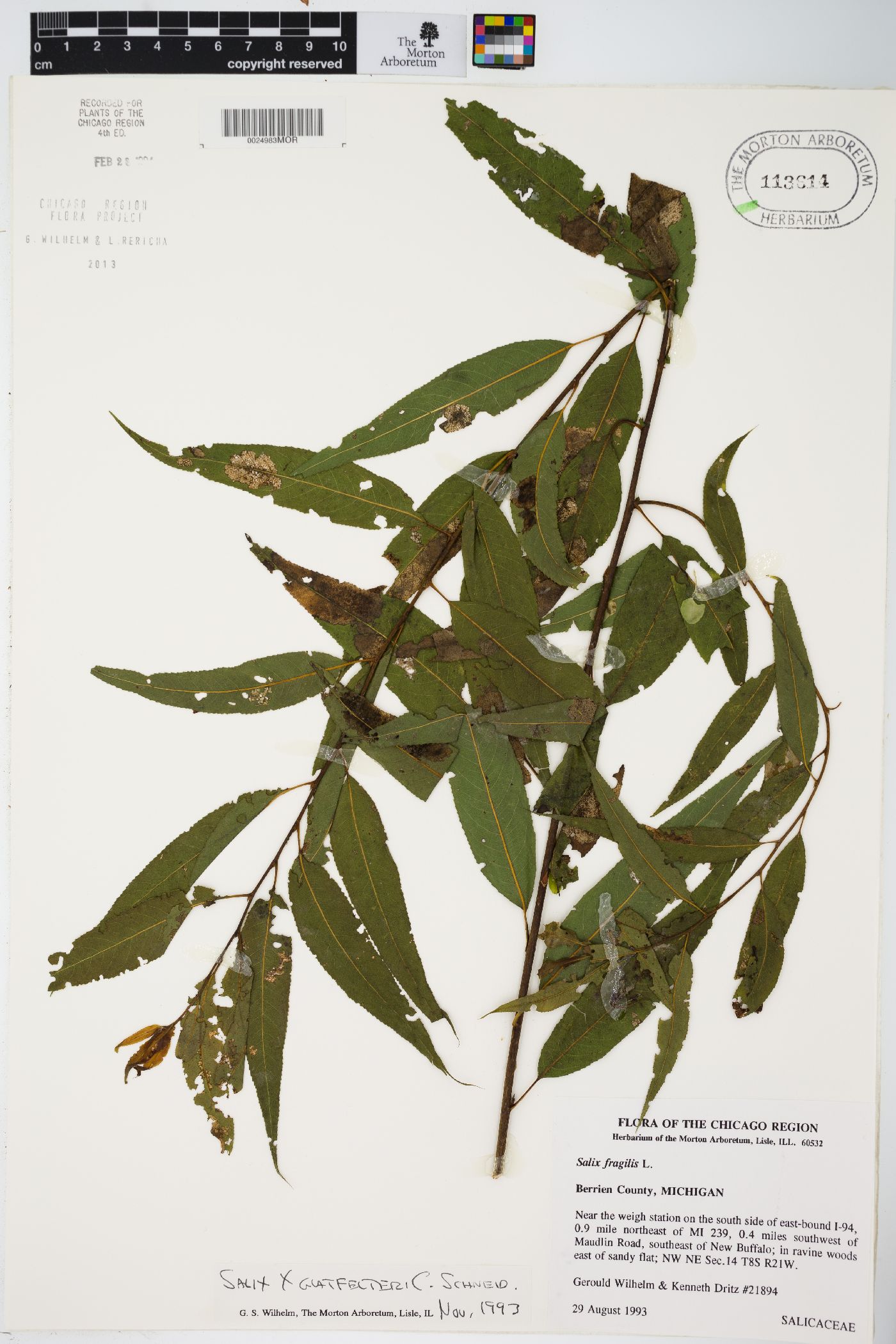 Salix × glatfelteri image