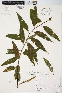 Salix × glatfelteri image