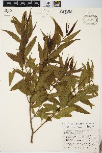 Salix × glatfelteri image