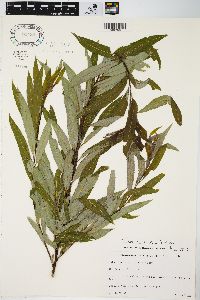 Salix petiolaris image