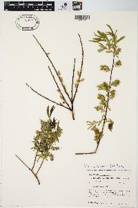 Salix petiolaris image