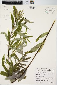 Salix petiolaris image