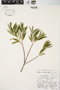 Salix petiolaris image