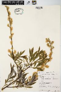 Salix petiolaris image