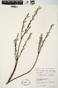 Salix petiolaris image