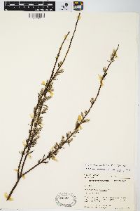 Salix petiolaris image