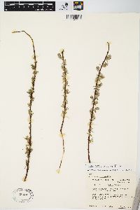 Salix petiolaris image