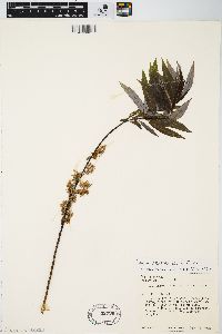 Salix petiolaris image