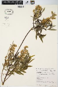 Salix petiolaris image