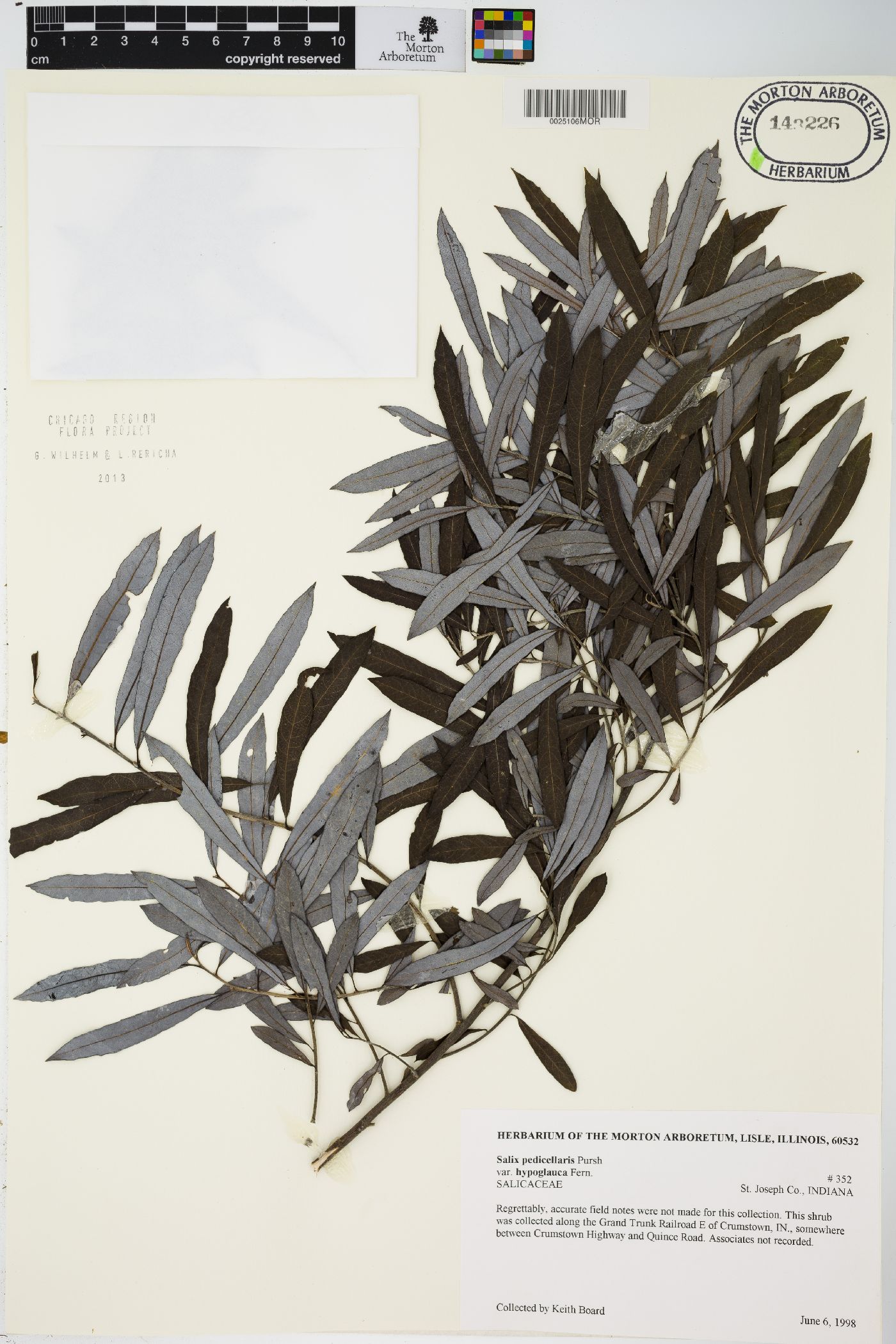 Salix pedicellaris var. hypoglauca image
