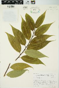 Salix lucida image