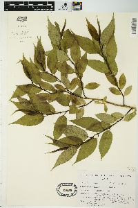 Salix lucida image