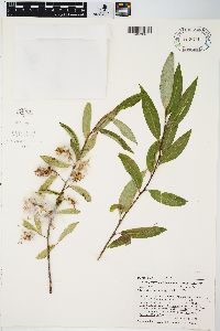 Salix serissima image