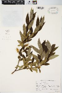 Salix serissima image