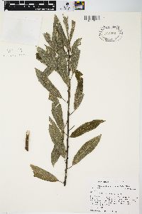 Salix sericea image