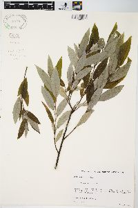 Salix sericea image