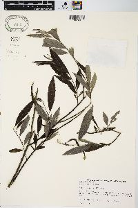 Salix sericea image