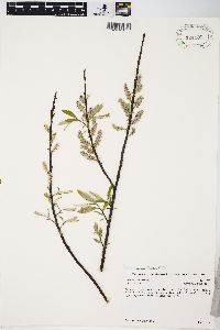 Salix sericea image