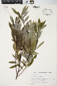 Salix sericea image