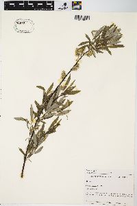 Salix sericea image