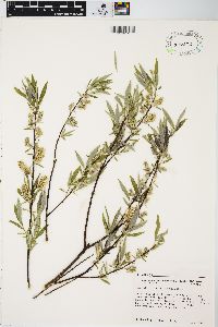 Salix sericea image