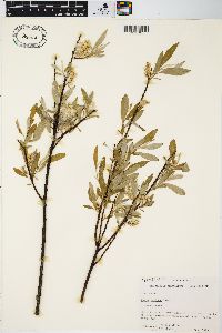 Salix sericea image