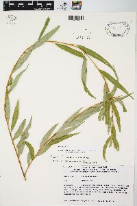 Salix babylonica image