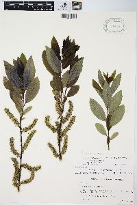 Salix myricoides image