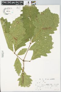 Quercus bicolor image