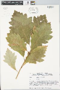 Quercus bicolor image