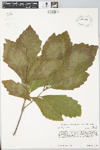 Quercus bicolor image