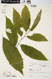 Castanea dentata image