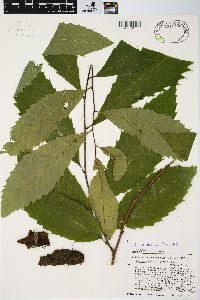 Castanea dentata image