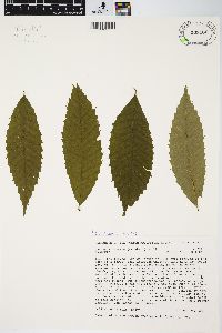 Castanea dentata image