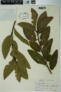 Quercus imbricaria image