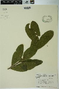 Quercus imbricaria image