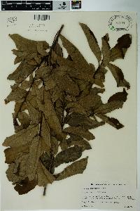 Quercus imbricaria image