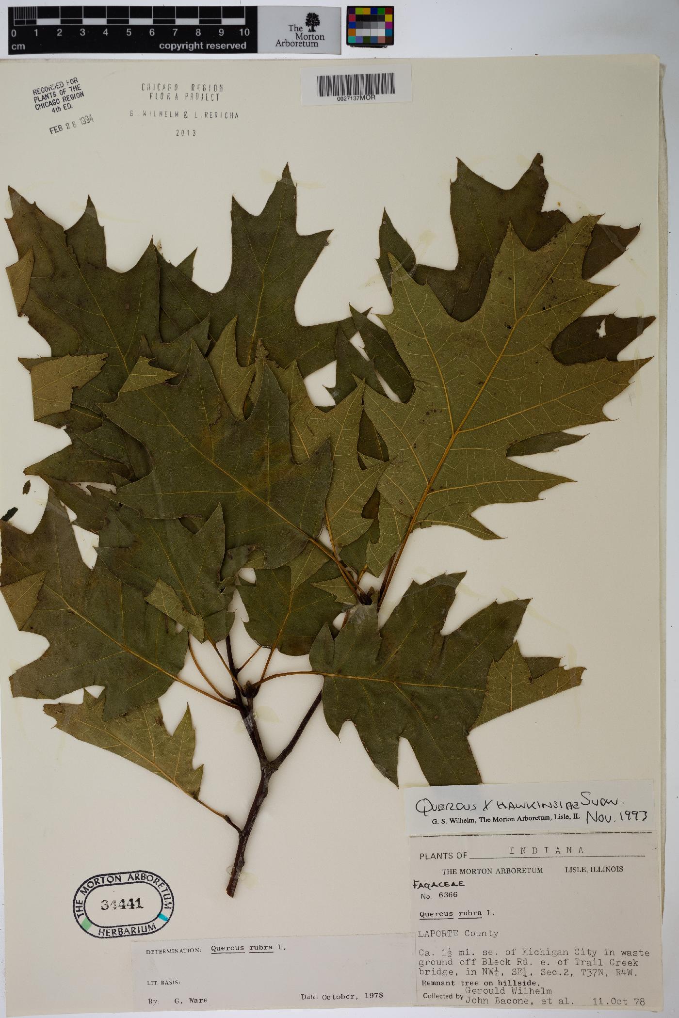 Quercus × hawkinsiae image