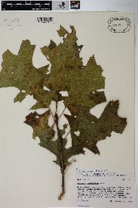 Quercus × hawkinsiae image