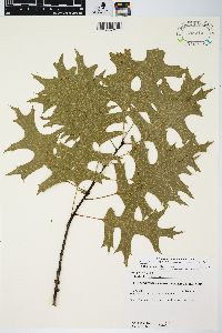 Quercus ellipsoidalis image