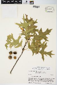 Quercus ellipsoidalis image